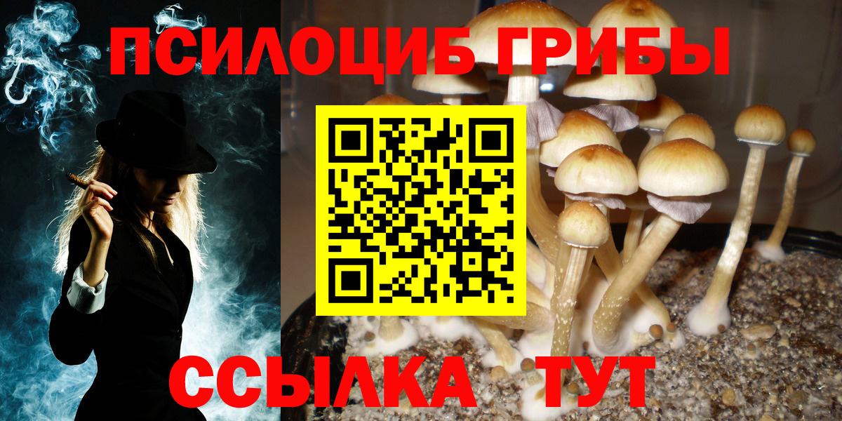 Псилоцибиновые грибы Psilocybe Ирбит